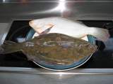 Flounder ready for the pan © P Curtis 2016  (img_0593)